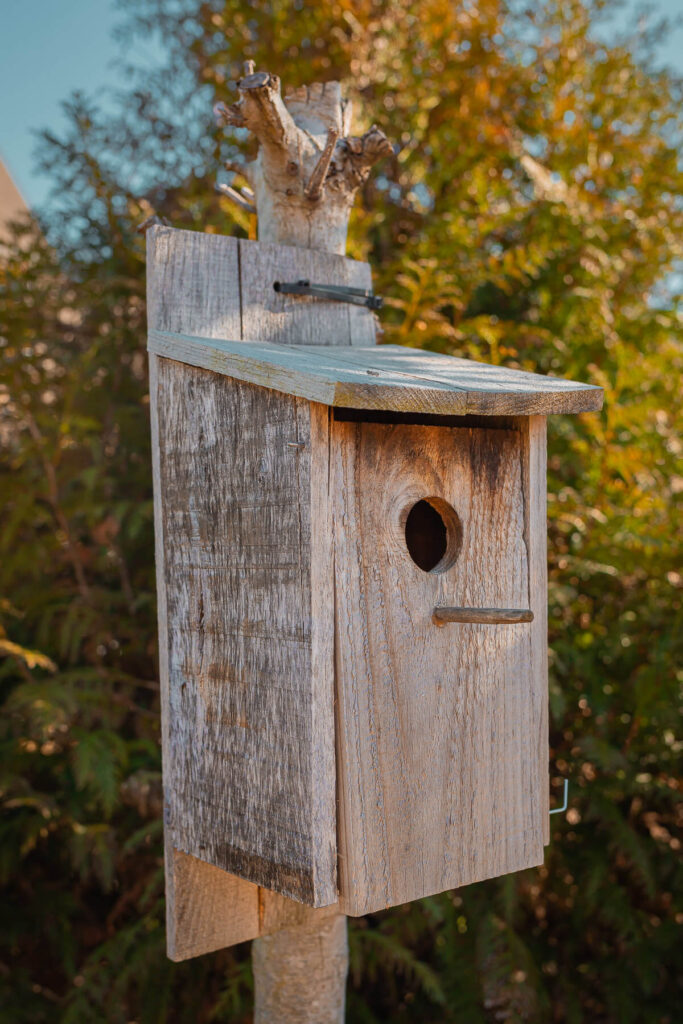 Dad's Bluebird Box - the Kitchen Bluebird